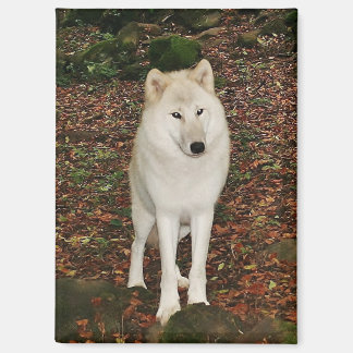Imán de Lobo Blanco