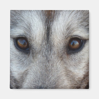 Imán de Lobo de Perro de Nevera Husky / Regalo