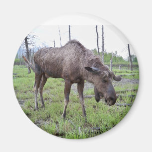 Imán de los alces