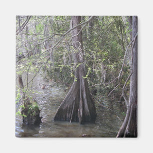 Imán de los árboles de Cypress