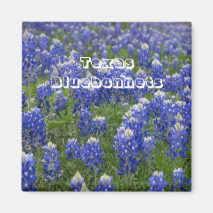 Imán de los Bluebonnets de la flor de estado de