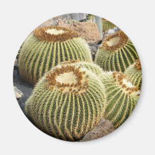 Imán de los cactus