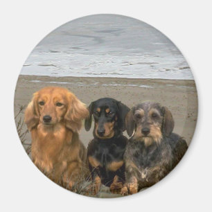 Imán de los Dachshunds en la playa
