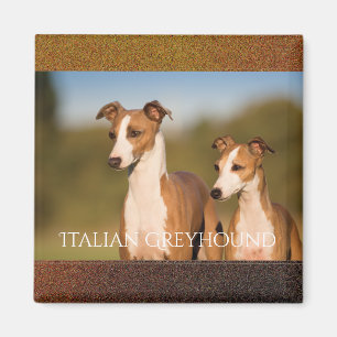 Imán de los galgos italianos