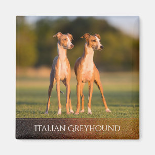 Imán de los galgos italianos