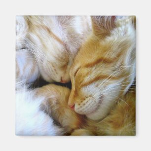 Imán de los gatitos del Snuggle