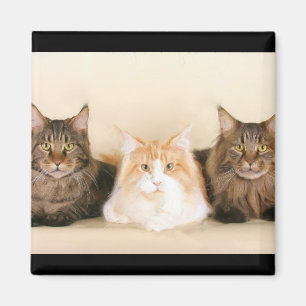 Imán de los gatos de coon de Maine