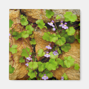 Imán de los muralis de Cymbalaria