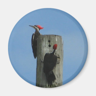 Imán de los pájaros carpinteros