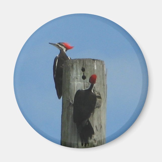 Imán de los pájaros carpinteros (Frente)