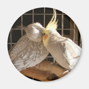 Imán de los pájaros del amor
