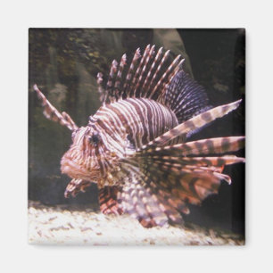 Imán de los pescados del león de la cebra