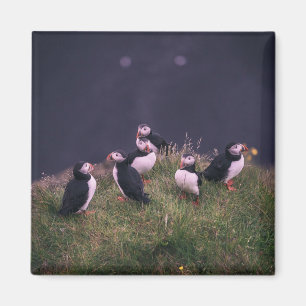 imán de los Puffins del Atlántico