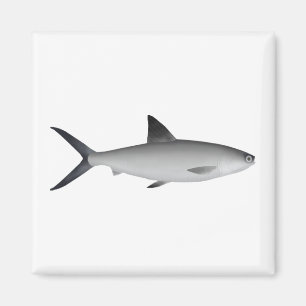 Imán de los tiburones