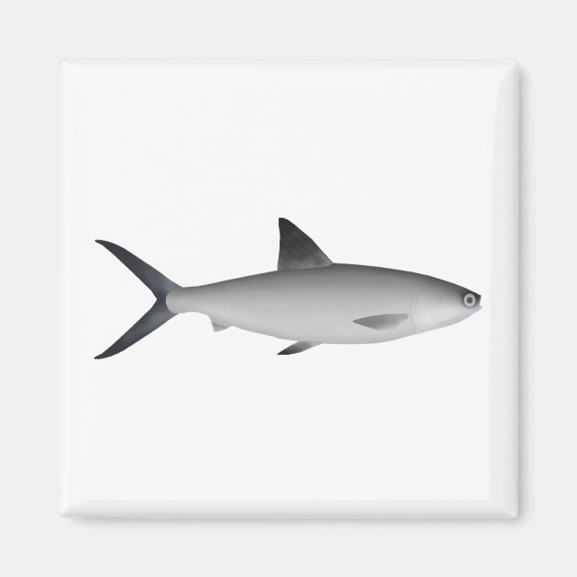 Imán de los tiburones (Frente)