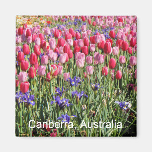 Imán de los tulipanes de Canberra