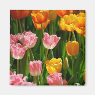 Imán de los tulipanes de la primavera