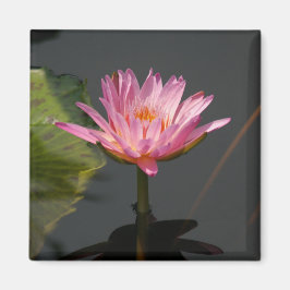 Imán de Loto Pink Waterlily