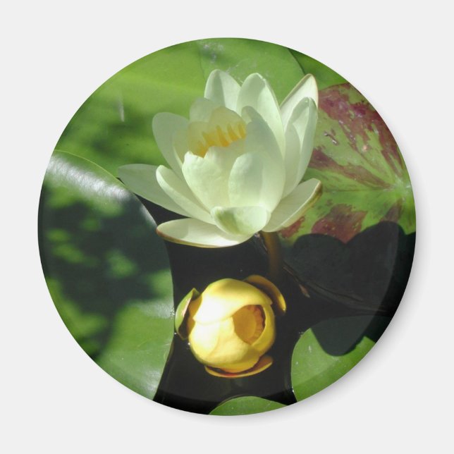 imán de Lotus Blossom (Frente)