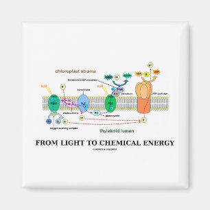 Imán De luz a la energía química (fotosíntesis)
