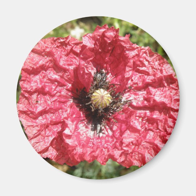 Imán de macro de flor de amapola roja bonito (Frente)