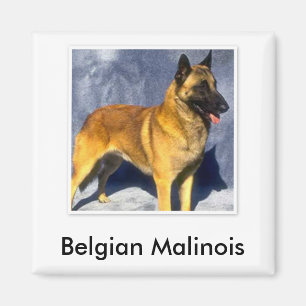 Imán de Malinois del belga