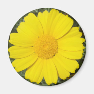 Imán de margarita amarillo