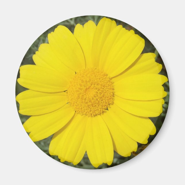 Imán de margarita amarillo (Frente)