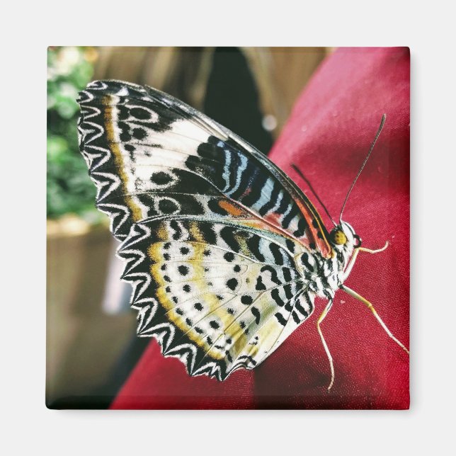 imán de mariposa (Frente)