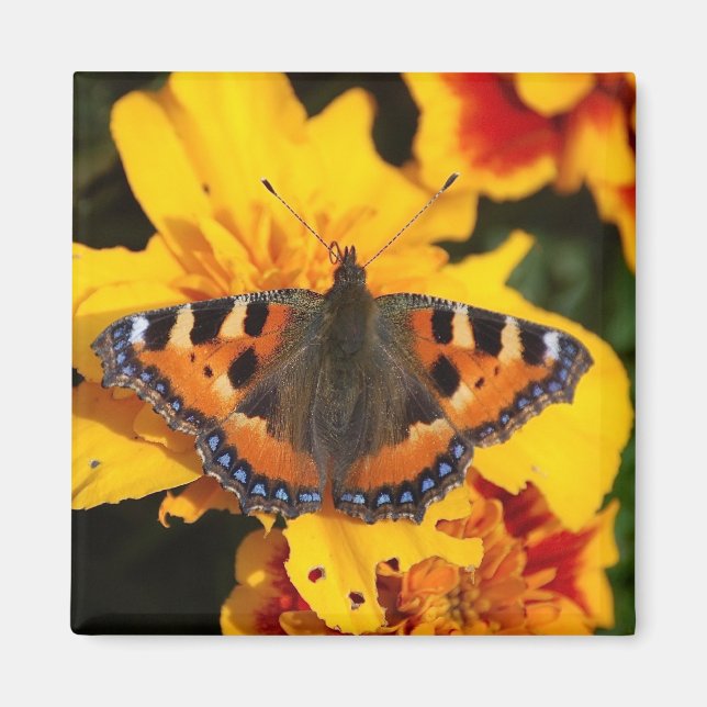 imán de mariposa (Frente)