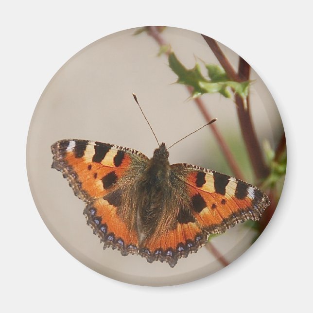 imán de mariposa (Frente)