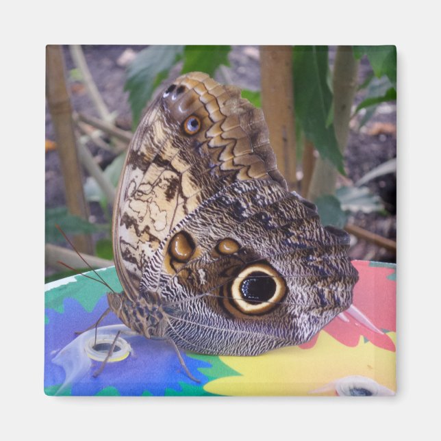 imán de mariposa (Frente)