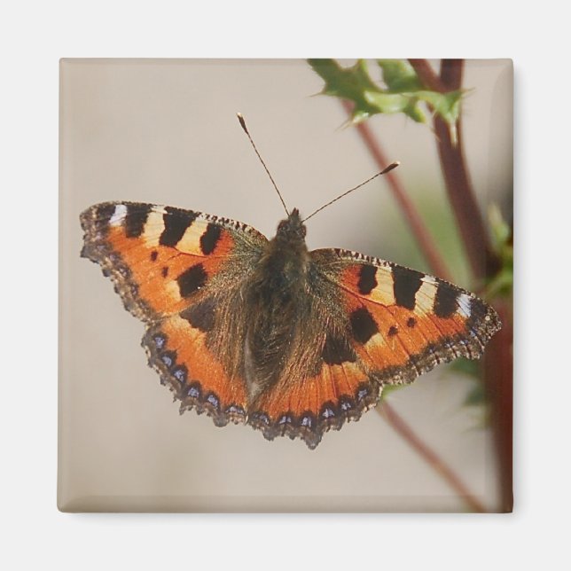 imán de mariposa (Frente)