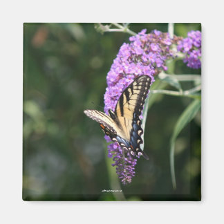 imán de mariposa