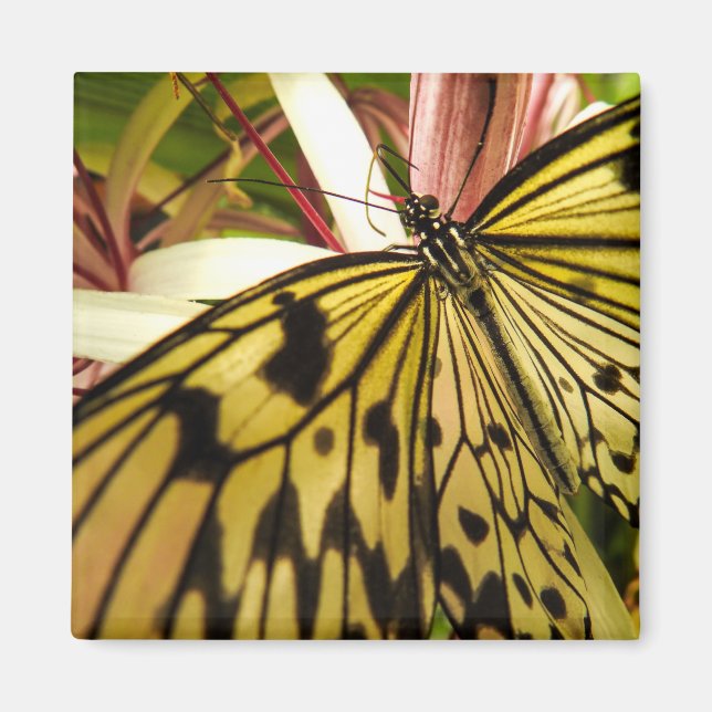 imán de mariposa (Frente)