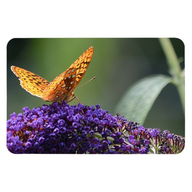 imán de mariposa (Horizontal)
