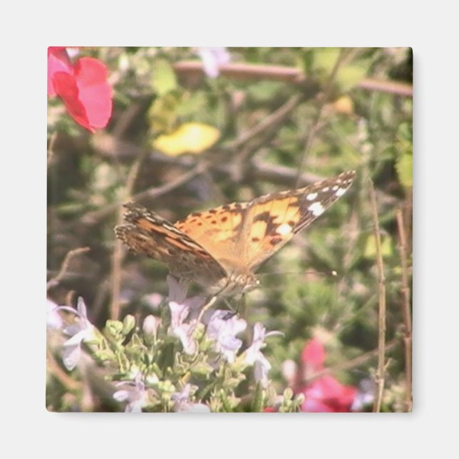 imán de mariposa (Frente)