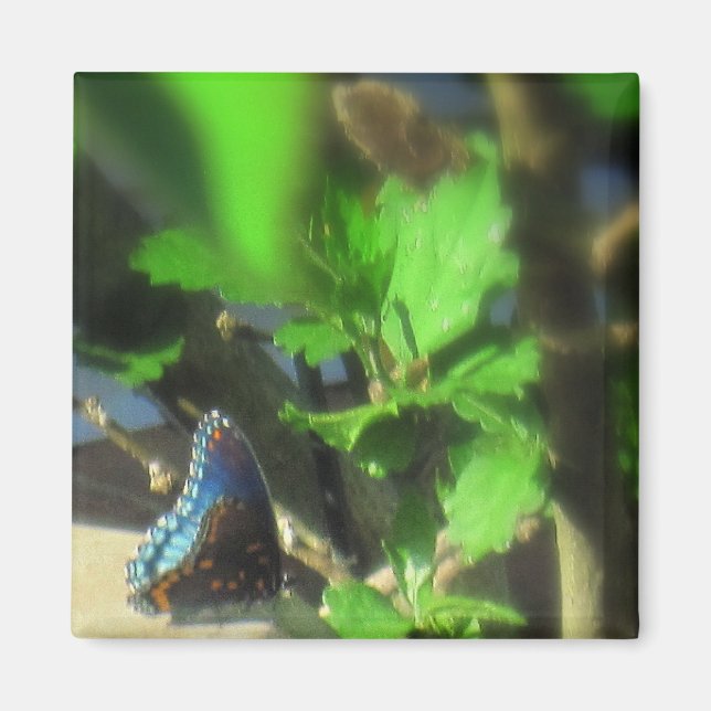 Imán de Mariposa Azul (Frente)