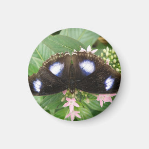 Imán de mariposa con manchas azules