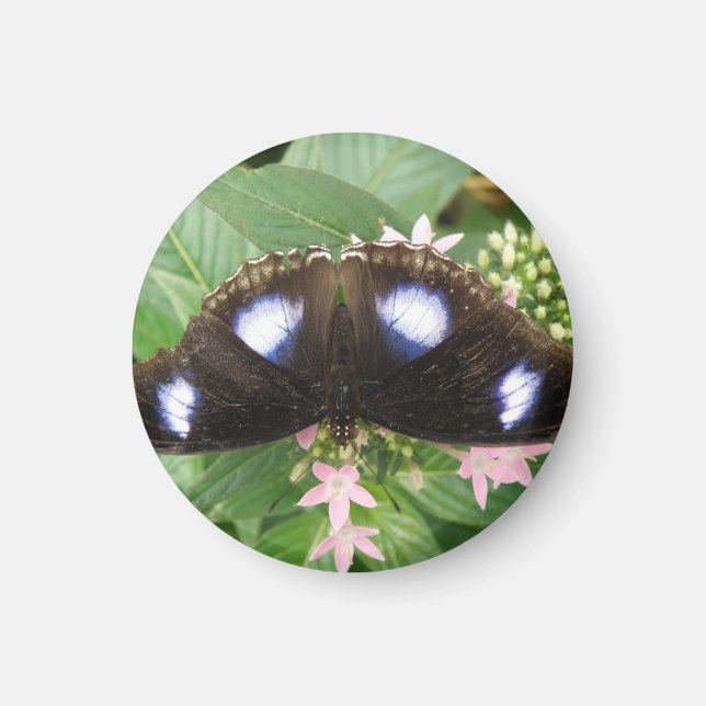 Imán de mariposa con manchas azules (Frente)