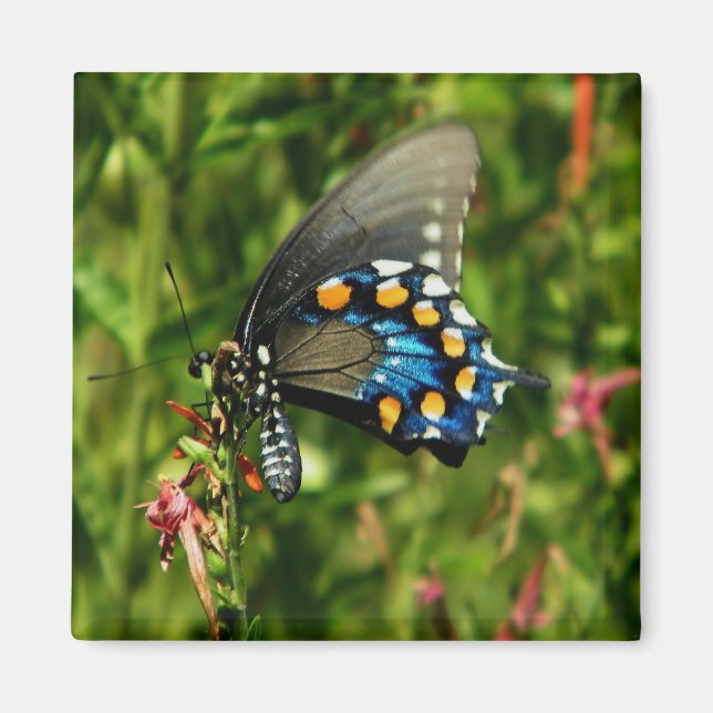 Imán de mariposa de cigalas (Frente)