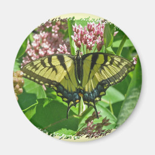 Imán de mariposa de cola de cigalas de tigre orien