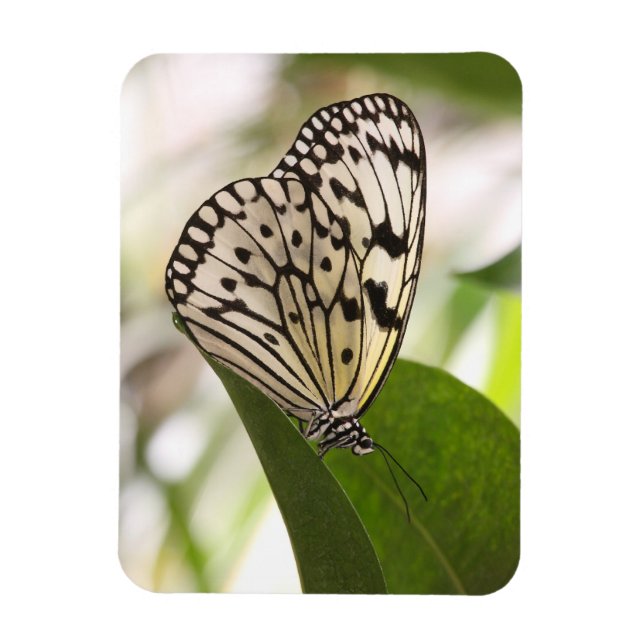 Imán de mariposa de cometa de papel (Vertical)