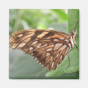 imán de mariposa marrón bonito
