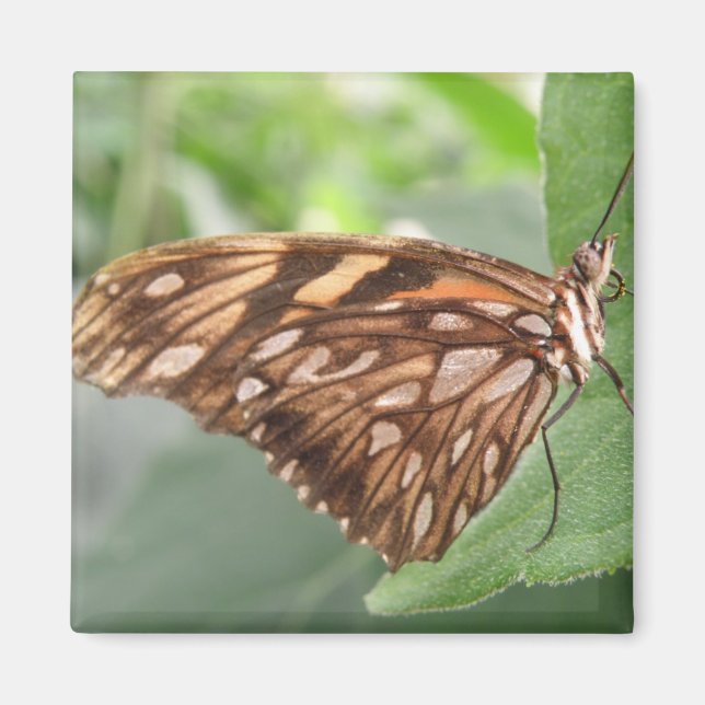 imán de mariposa marrón bonito (Frente)