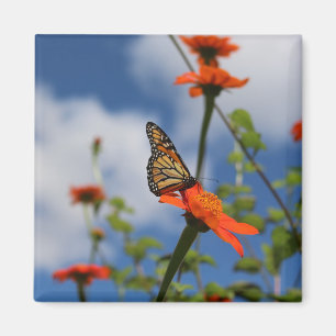 Imán de mariposa monarca