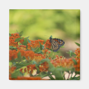 Imán de mariposa monarca