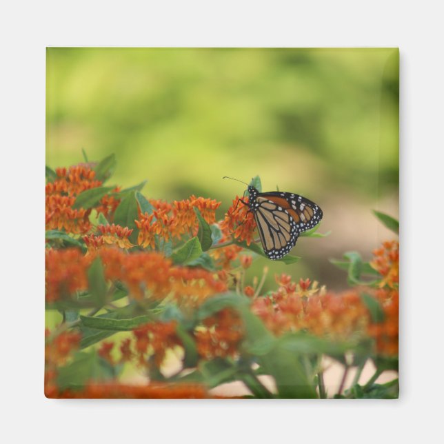 Imán de mariposa monarca (Frente)