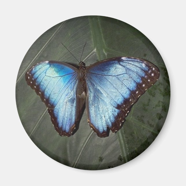Imán de mariposa morfa azul (Frente)