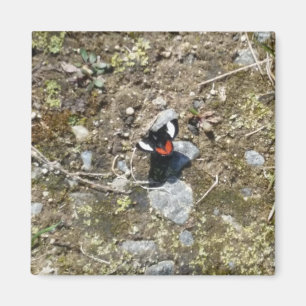 imán de mariposa pequeña